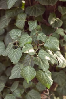 focus on green leaves in nature, note shallow depth of field