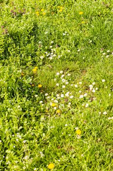 a variety of plants in the field, note shallow depth of field