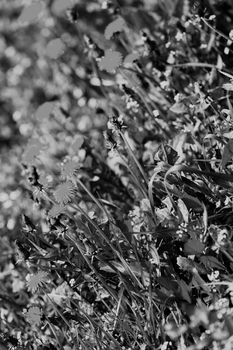 a variety of plants in the field, note shallow depth of field