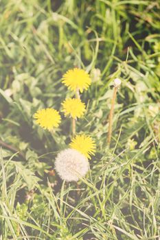 yellow dandelion on the madow in spring, note shallow depth of field