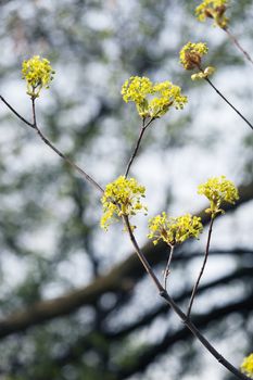  yellow wildflower on the branch on the light background , note shallow depth of field