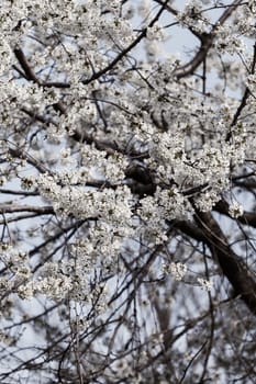 tree with white flowers in the spring on the blue background, note shallow dept of field