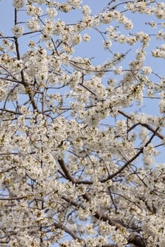 tree with white flowers in the spring on the blue background, note shallow dept of field