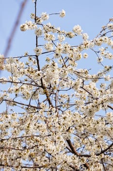 tree with white flowers in the spring on the blue background, note shallow dept of field