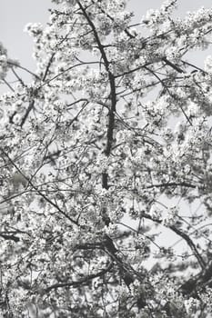 tree with white flowers in the spring on the blue background, note shallow dept of field