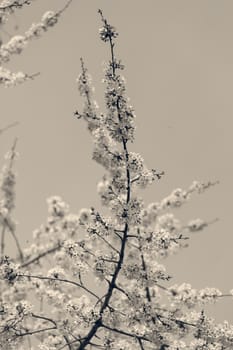 tree with white flowers in the spring on the blue background, note shallow dept of field