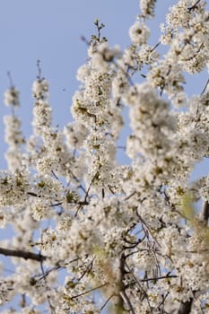 tree with white flowers in the spring on the blue background, note shallow dept of field