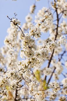 tree with white flowers in the spring on the blue background, note shallow dept of field