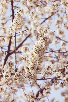 tree with white flowers in the spring on the blue background, note shallow dept of field