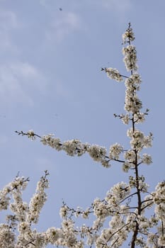 tree with white flowers in the spring on the blue background, note shallow dept of field