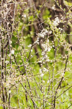 bush with small white flowers on a branches, note shallow depth of field