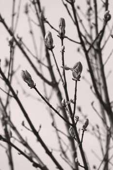 buds on a branch in the spring on the blue background, note shallow depth of field