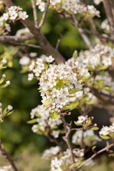 bush with small white flowers on a branches, note shallow depth of field