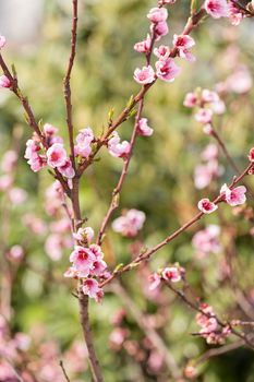 blossomed tree with pink flowers, note shallow depth of field