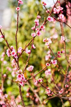 blossomed tree with pink flowers, note shallow depth of field