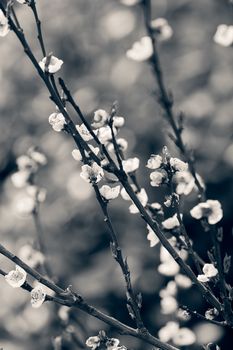 blossomed tree with pink flowers, note shallow depth of field