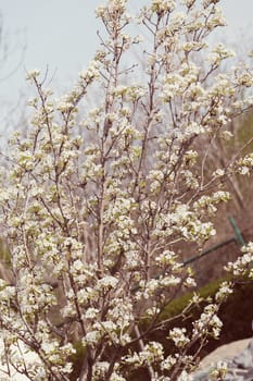 branches with white flowers in nature, note shallow dept of field