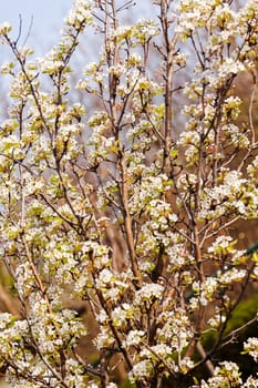 branches with white flowers in nature, note shallow dept of field