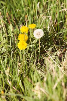 yellow dandelion in the grass, note shallow depth of field