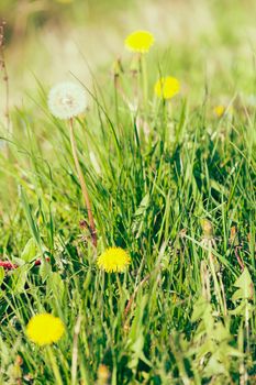 yellow dandelion in the grass, note shallow depth of field