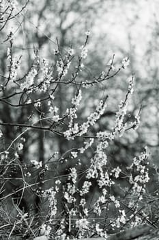 branches with pink flowers in spring, note shallow depth of field