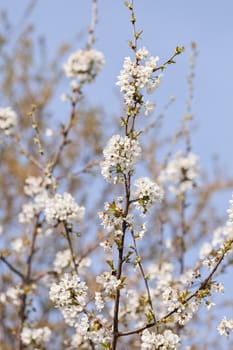 branches with white flowers in nature, note shallow dept of field