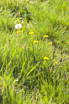 yellow dandelion in the grass, note shallow depth of field