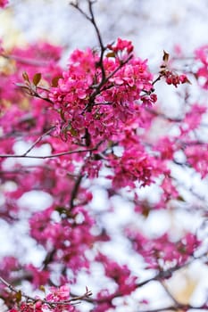 tree with pink blossoms on the white background, note shallow depth of field