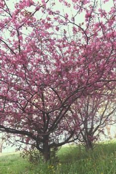 tree with pink blossoms in the city, note shallow depth of field