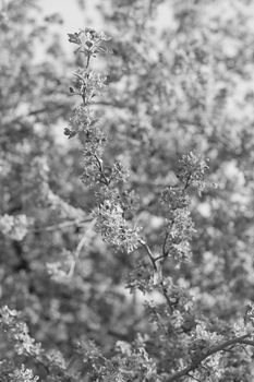 blossomed tree with pink flowers with blur background, note shallow depth of field