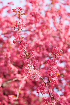 blossomed tree with pink flowers with blur background, note shallow depth of field