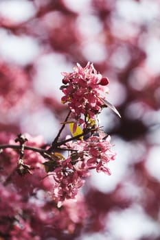 branch with pink blossoms on the blur background, note shallow depth of field