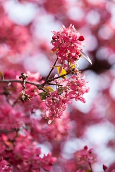 branch with pink blossoms on the blur background, note shallow depth of field