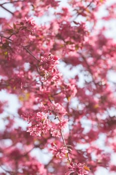 blossomed tree with pink flowers on the light background, note shallow depth of field