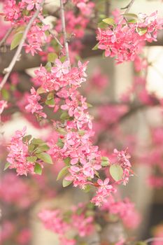 branch with pink blossoms on the blur background, note shallow depth of field