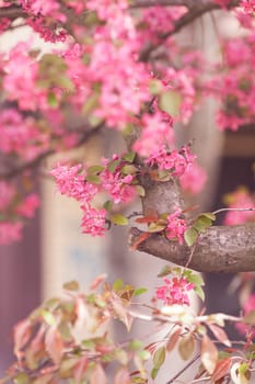 branch with pink blossoms on the blur background, note shallow depth of field