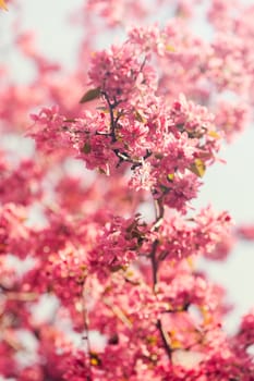 branches with pink flowers on the white background, note shallow depth of field