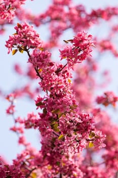 branches with pink flowers on the white background, note shallow depth of field