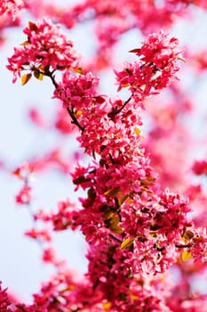 branches with pink flowers on the white background, note shallow depth of field