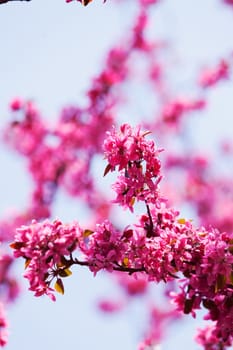 branches with pink flowers on the white background, note shallow depth of field