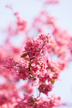 branches with pink flowers on the white background, note shallow depth of field