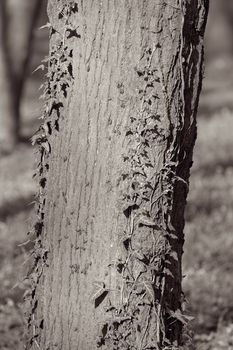 red begbugs on the bark of a tree, note shallow depth of field