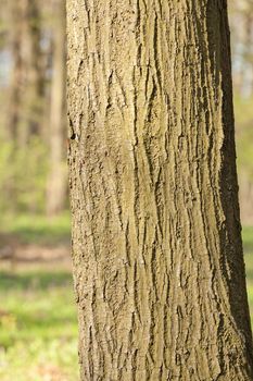 red begbugs on the bark of a tree, note shallow depth of field