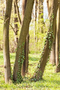 trunks  in green forest with grass arround, note shallow depth of field