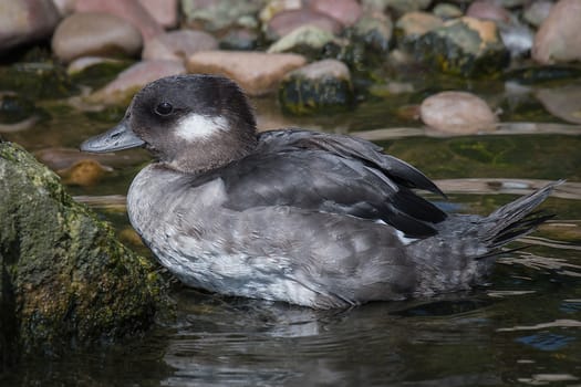 Very close profile view of a female bufflehead duck climbing out of the water with pebbles in the background