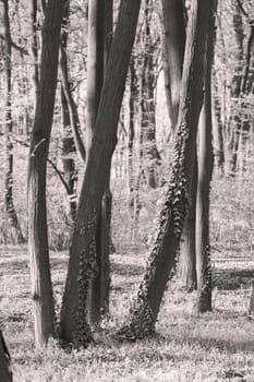 trunks  in green forest with grass arround, note shallow depth of field