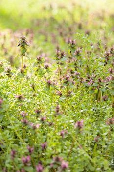 purple  plants in the field, note shallow depth of field