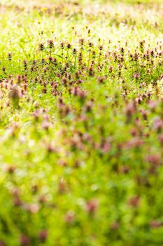purple  plants in the field, note shallow depth of field