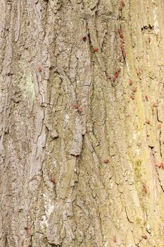 red begbugs on the bark of a tree, note shallow depth of field