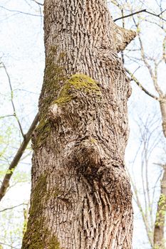 tree bark in nature, note shallow depth of field